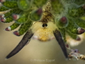   Costasiella kuroshimae close upgetting focus was kind lucky draw ... due minimal dof diopter combo front macro lens. lens  